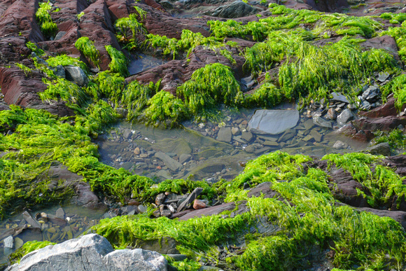 Exposed by low tide, Baie du Ha! Ha!, Parc national du Bic