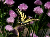 Tiger Swallowtail in the Chive Patch (4th place, Exhibition)