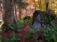 Boulders in the Woods
