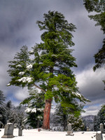 The Moody Pine (3rd place, Competition)